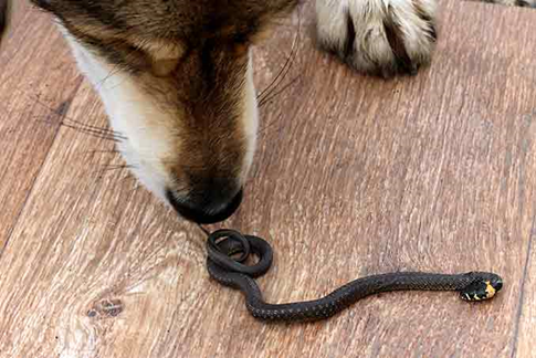 Image of snake with sniffing dog muzzle