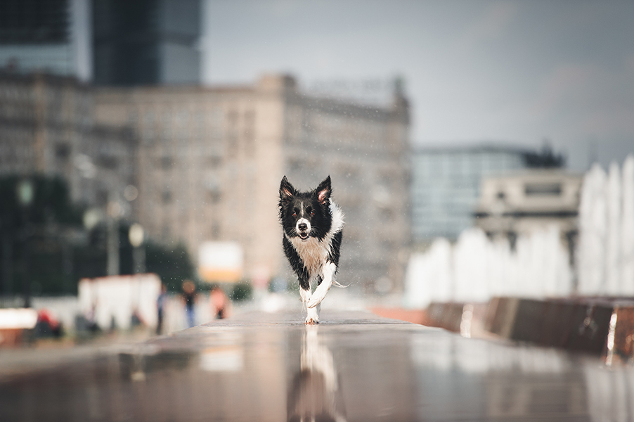 Stock image of Border Collie walking through fountain in the city