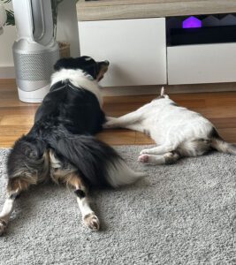 Tricolour Sheltie stretched out happily with white cat